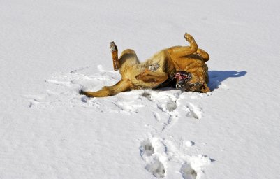 Собака валяется на спине.Чтобы это могло значить?