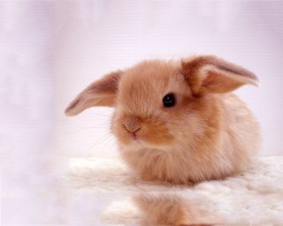 Интересные факты о кроликах